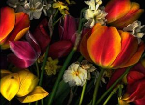 Tulip016