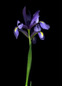 Iris, 2013. Fotografía Digital. 61 x 45 cm.