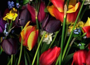 Tulipanes 15, 2013. Fotografía Digital. 61 x 45 cm.