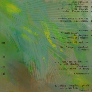 folium-II_50x50